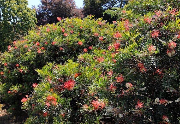 Grevillea 'Superb', 'Superb' Grevillea, Mediterranean shrubs, Evergreen Shrubs, Red flowers, Orange flowers, drought tolerant flowers